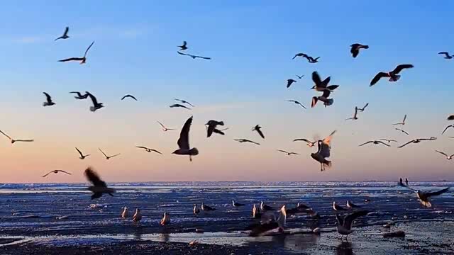 自由自在飞翔的海鸥